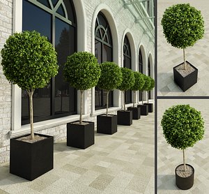 Outdoor Plants 2: Boxwood Trees