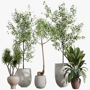 AV Indoor Plants Set 272 Olive Eucalyptus and Japandi Ficus Dracaena Marginata and Ficus Robusta model