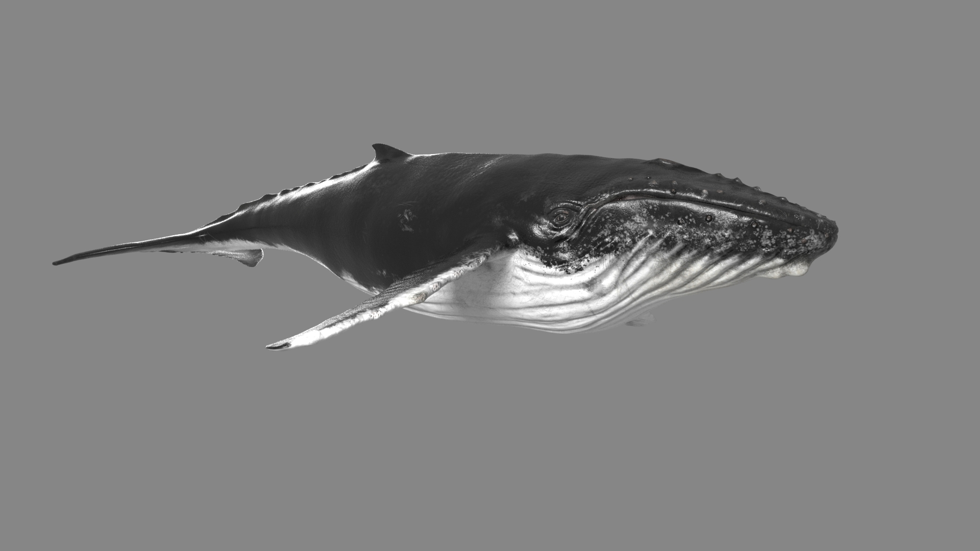 3D HUMPBACK WHALE MODEL REALISTIC 3D Model - TurboSquid 2172914