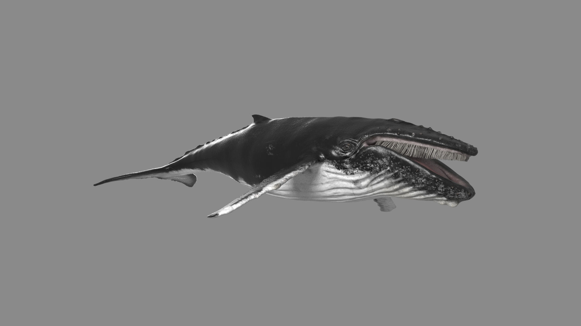 3D HUMPBACK WHALE MODEL REALISTIC 3D Model - TurboSquid 2172914