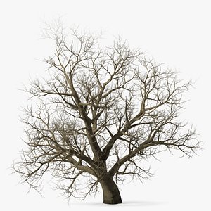 Leafless Maple Tree