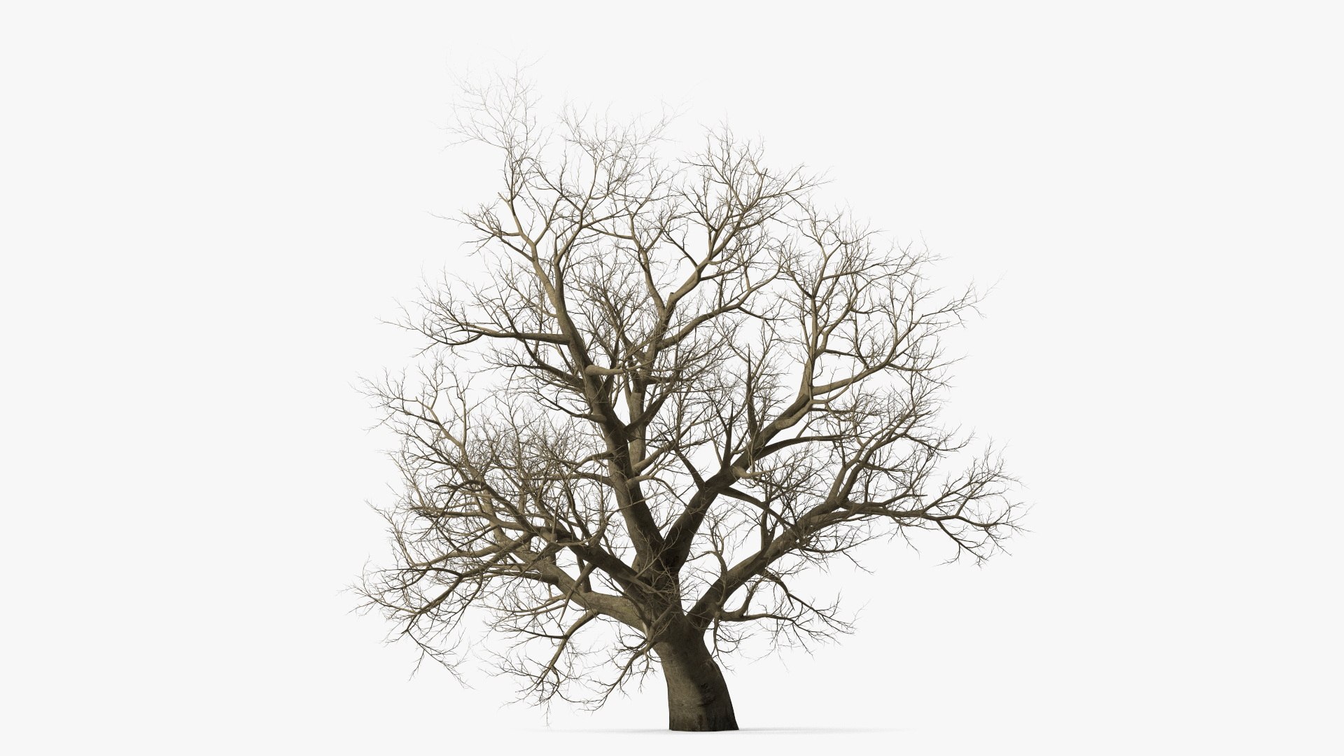 Leafless Maple Tree 3D model preview