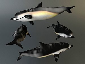 3d model dolphin te0002