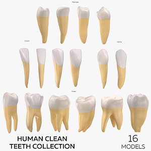 Human Clean Teeth Collection  - 16 models