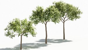 3D model Acer negundo tree