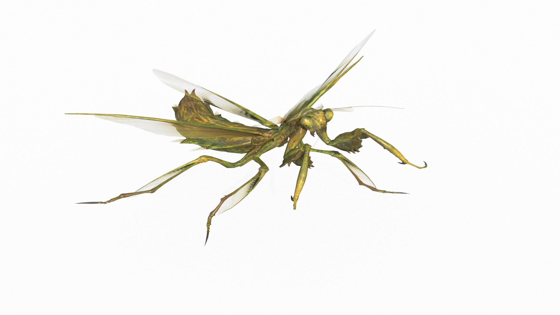 3D Model Mantis - TurboSquid 2125112