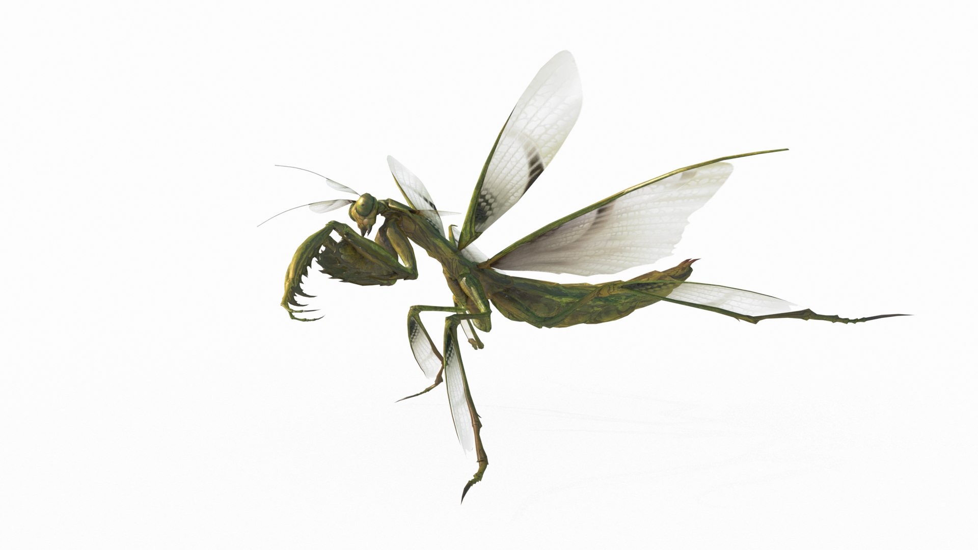 3D Model Mantis - TurboSquid 2125112