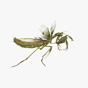 3D model mantis
