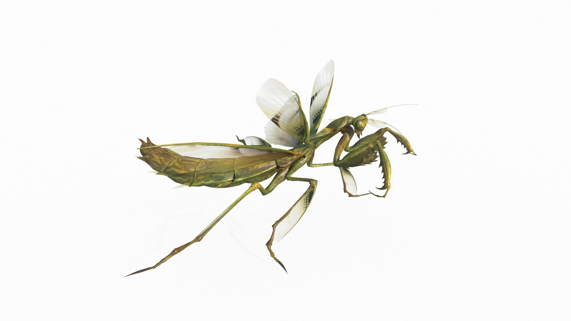 3D Model Mantis - TurboSquid 2125112