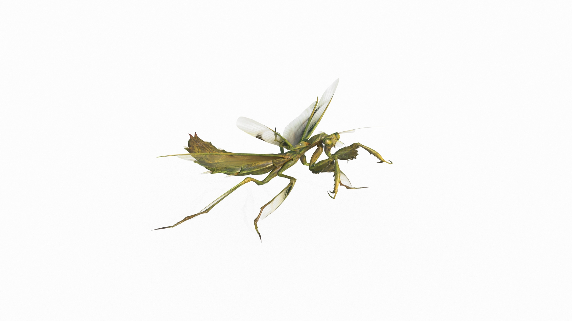 3D Model Mantis - TurboSquid 2125112