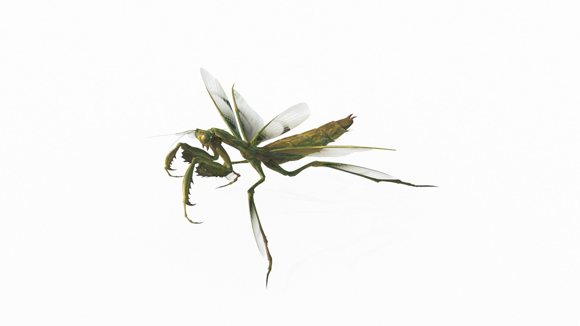 3D Model Mantis - TurboSquid 2125112