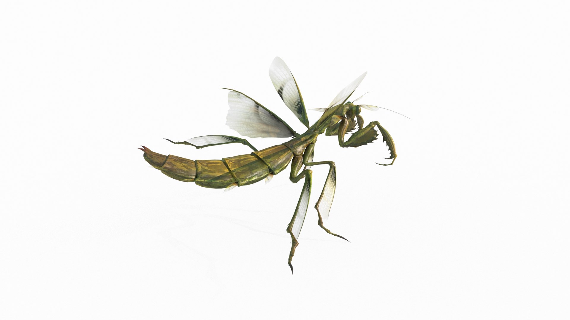 3D Model Mantis - TurboSquid 2125112