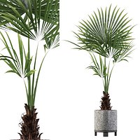 Washingtonia filifera palm in terrazio flowerpot