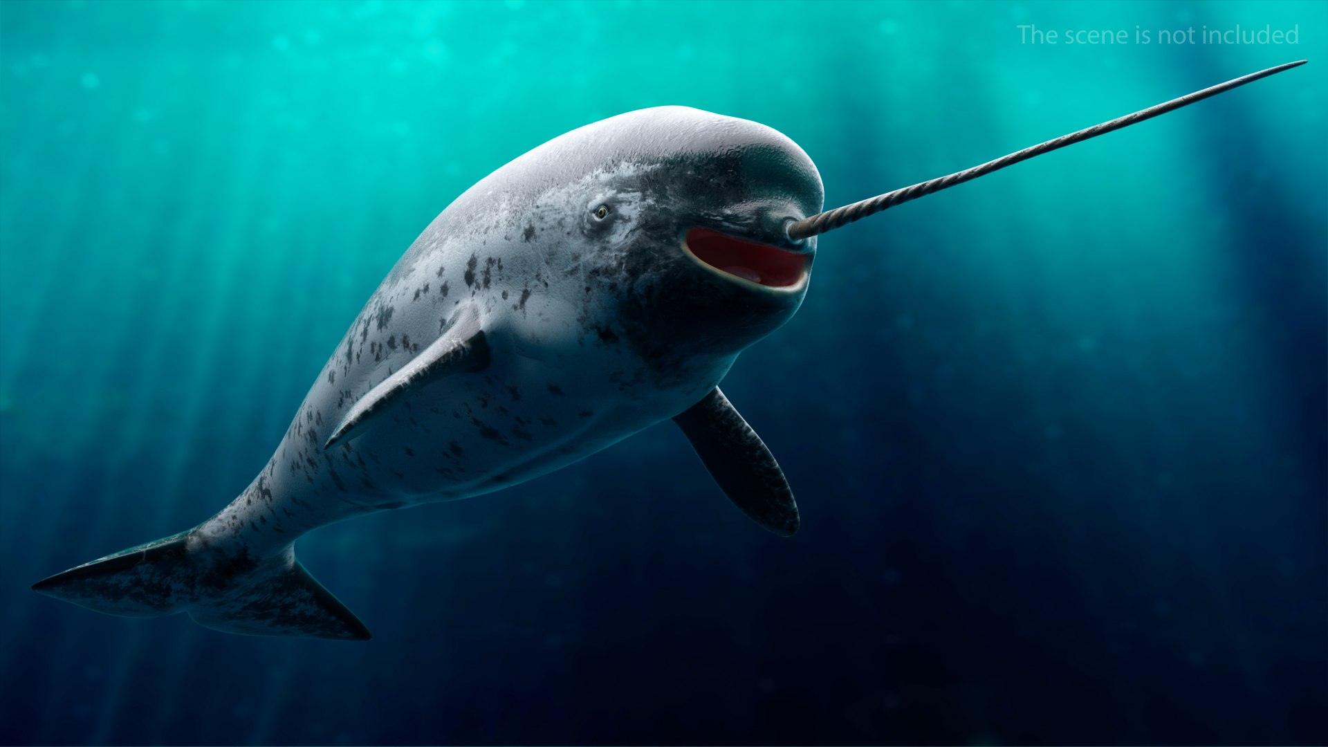 Narwhal Toothed Whale 3D model preview