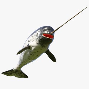 3D narwhal toothed whale model