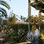 オーストラリアの植物
