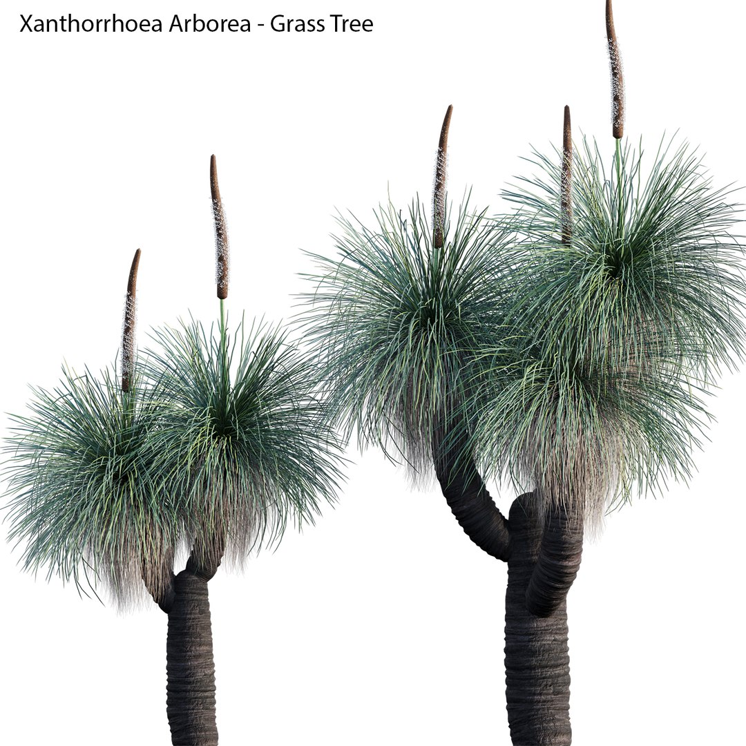 3D Australian Plants model https://p.turbosquid.com/ts-thumb/kb/KuogGZ/GT/3dtree_xanthorrhoeaarborea_04_00/jpg/1656566754/1920x1080/fit_q87/b2f51bbf369009f13d0f15ffc44a636f3afc8ddb/3dtree_xanthorrhoeaarborea_04_00.jpg