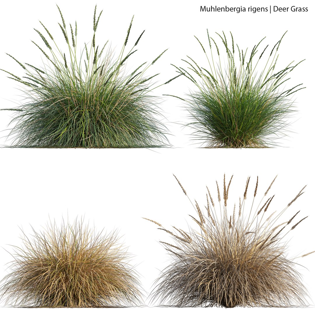 3D Australian Plants model https://p.turbosquid.com/ts-thumb/kb/KuogGZ/Sa/3dtree_muhlenbergiarigens_01_01/jpg/1656566749/1920x1080/fit_q87/303c6dbade5bf52f7c198f723677643c73cf123c/3dtree_muhlenbergiarigens_01_01.jpg