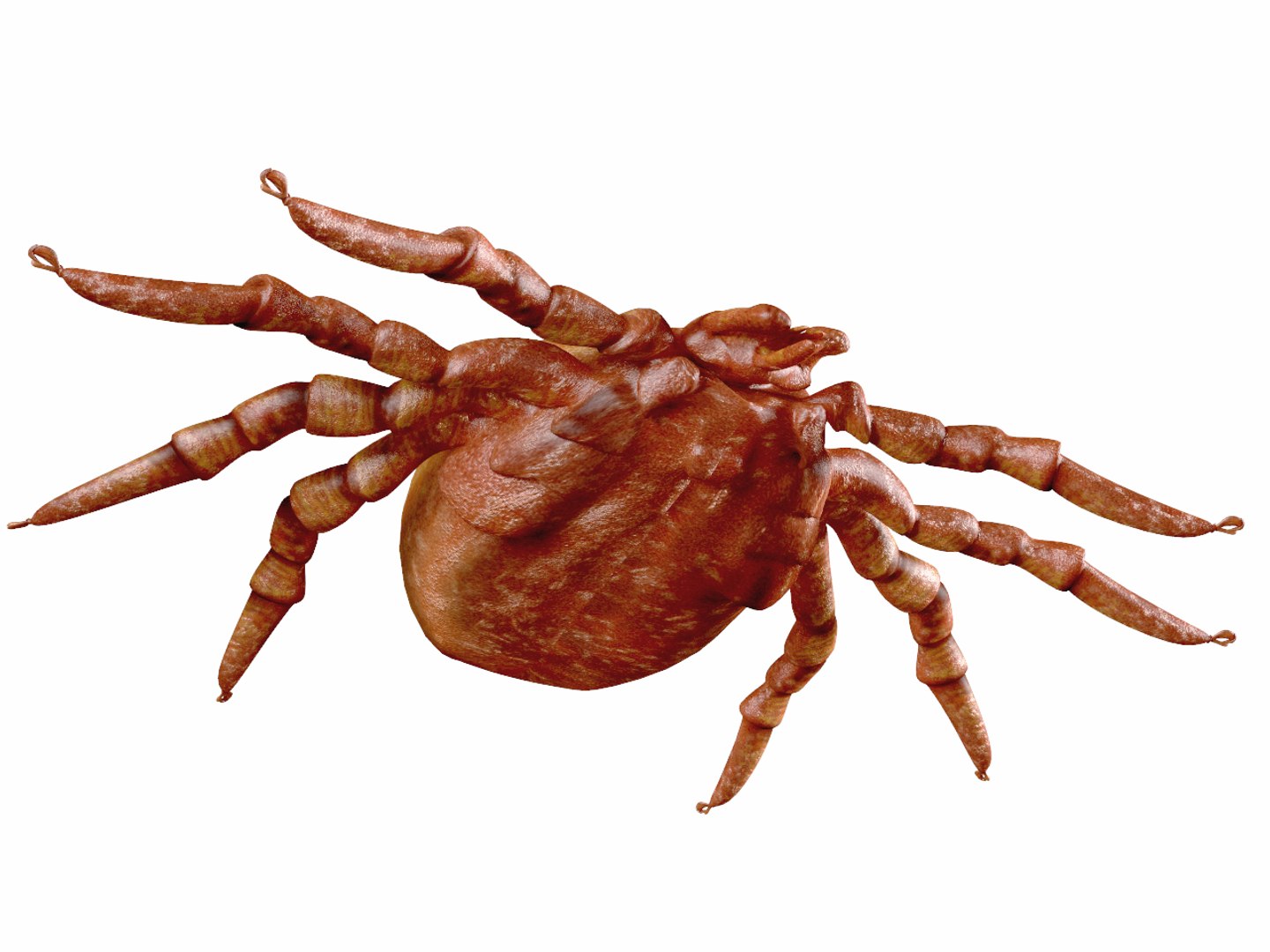 3d tick https://p.turbosquid.com/ts-thumb/kb/M6i1FI/NLUCUCVZ/tick_4/jpg/1393497020/1920x1080/fit_q87/15489a4c84fc8a6bf887d8e4e5d339b07d0668c9/tick_4.jpg
