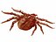 TICK