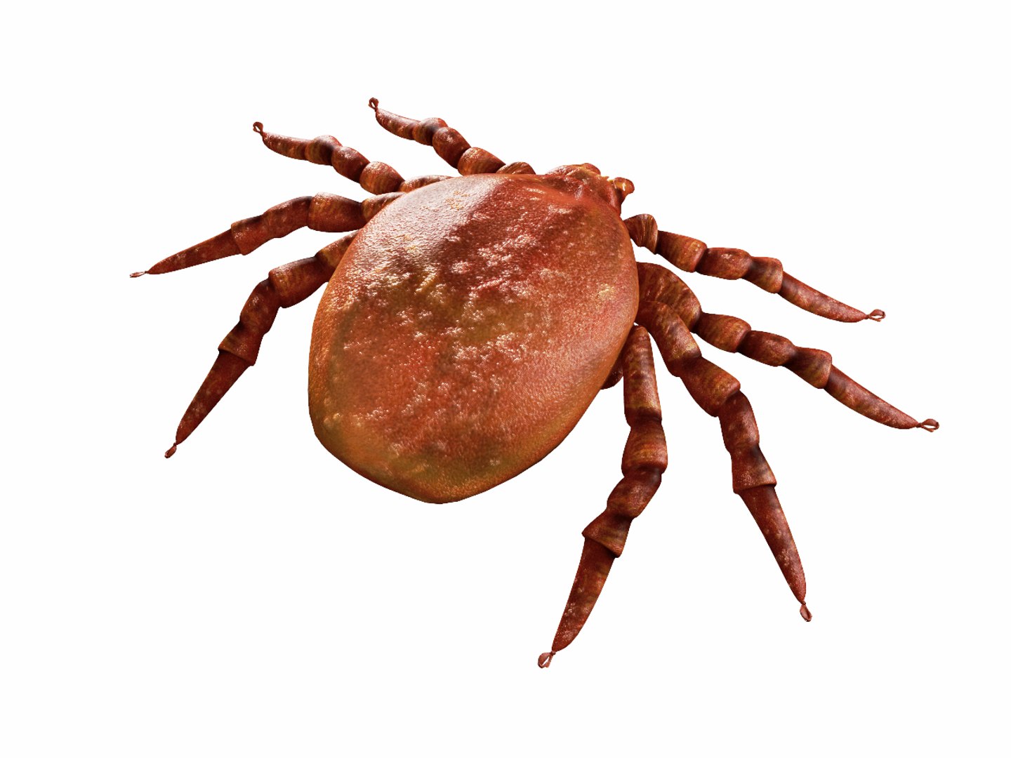 3d tick https://p.turbosquid.com/ts-thumb/kb/M6i1FI/WWM2JHY2/tick_3/jpg/1393497020/1920x1080/fit_q87/28fb490502afef1558be8dd8c12414e2636d4a7d/tick_3.jpg