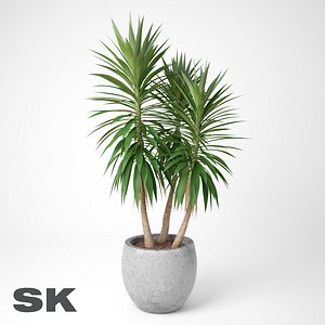 Yucca Elephantipes C