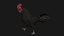 Poule Coq Noir Rigged Low Poly