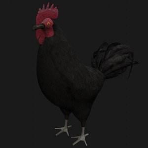 3D rooster hen rigged