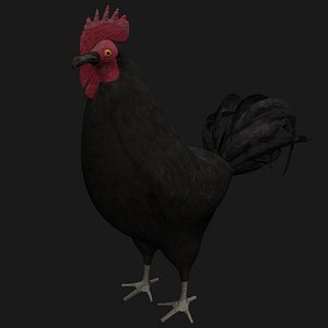 Black Rooster Hen Rigged Low Poly