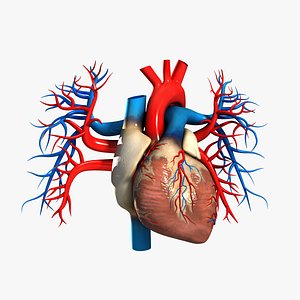 Human Heart (Textured) 3D Model