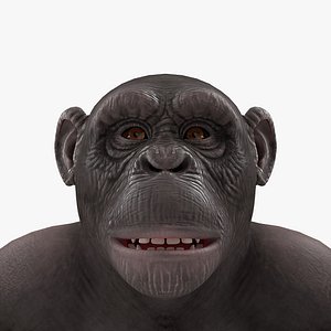 chimpanzee dark pan rigged 3D model
