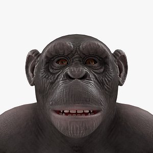Chimpanzee Dark Rigged for Maya