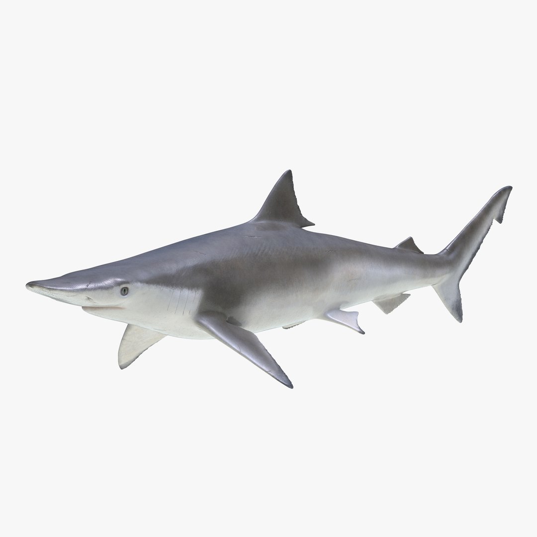 Spadenose Shark 3D Model 3D model preview