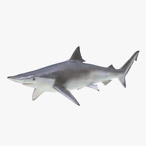 Spadenose Shark 3D Model