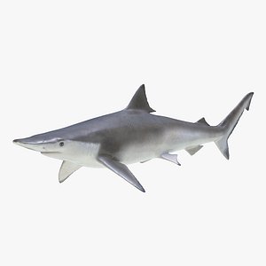 Spadenose Shark 3D Model