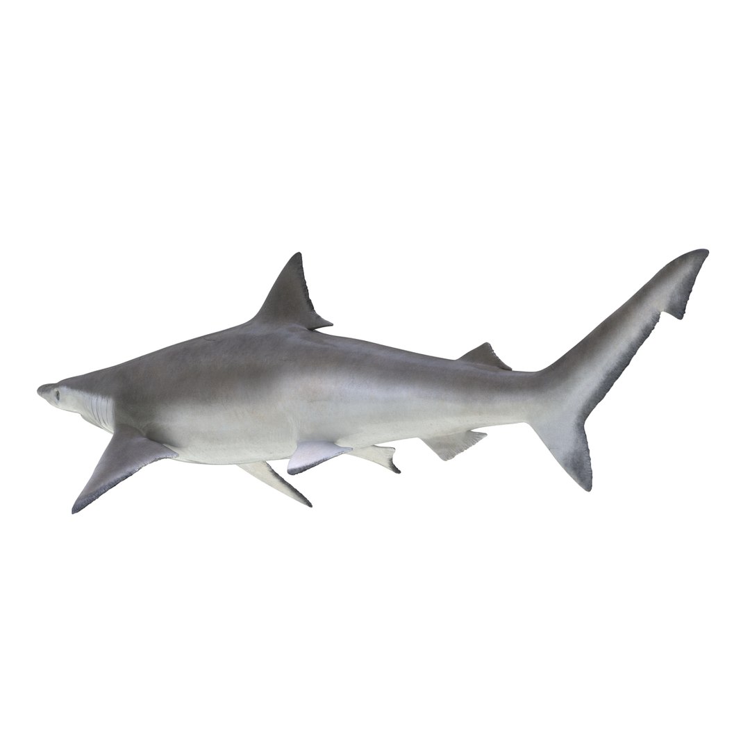 3d Spadenose Shark Model