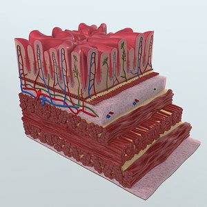 human stomach wall anatomy 3d model