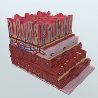 Realistic Stomach Wall Anatomy