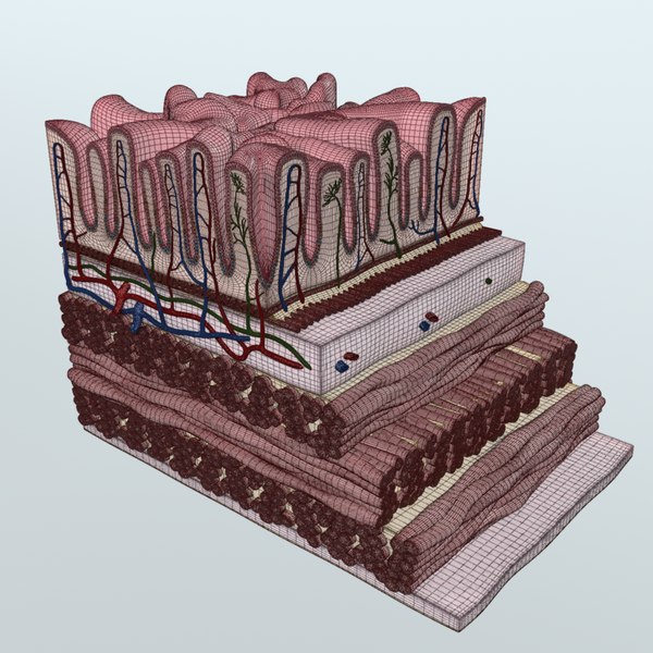 リアルな胃壁の解剖学3Dモデル - TurboSquid 1122099