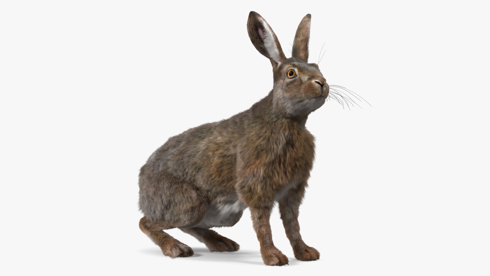 Lepus Americanus Sitting Pose Fur 3D model preview