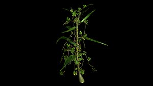 3d cuscuta parasitic plants model