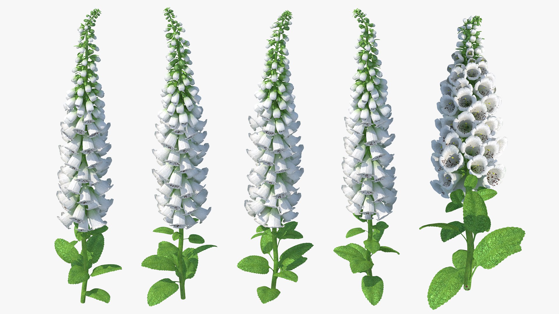 Digitalis Foxglove Alba White 3D model preview