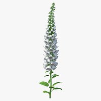 Digitalis Foxglove Alba White