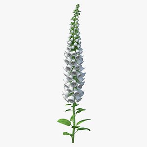 Digitalis Foxglove Alba White