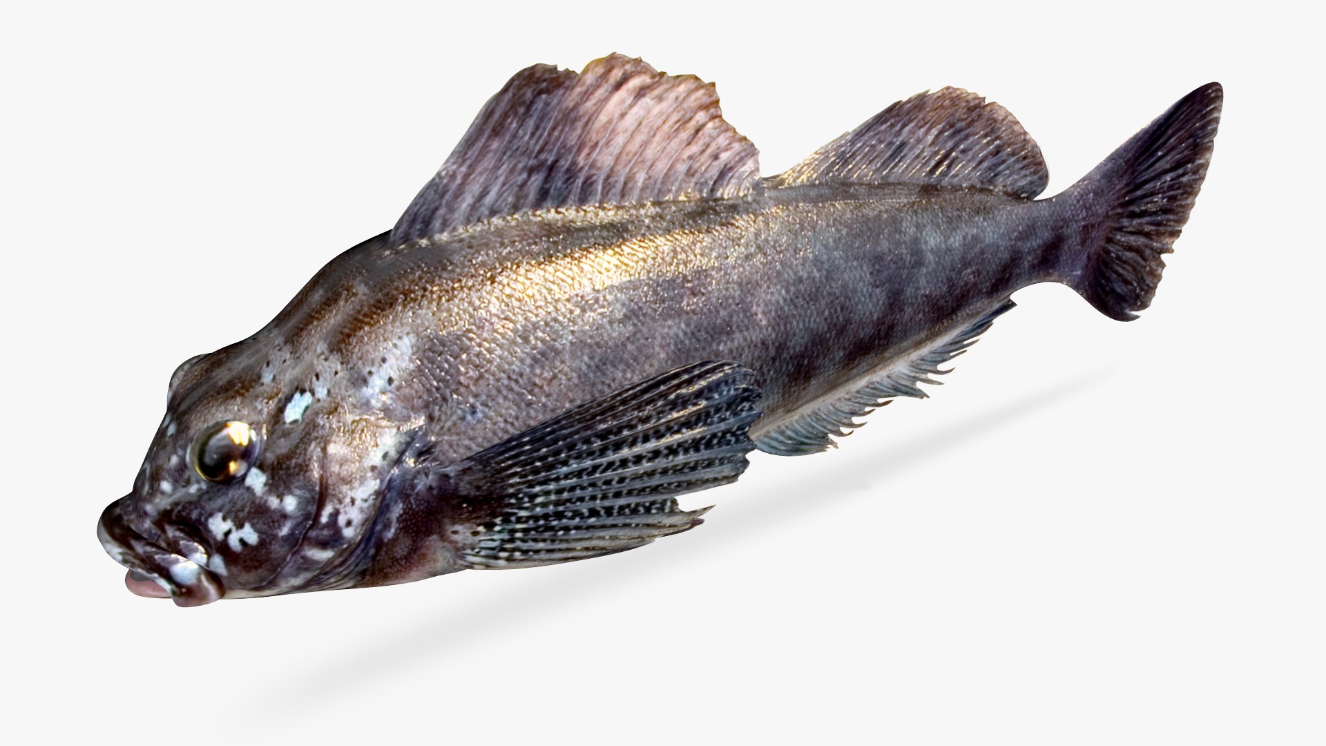 3D Kelp Greenling Male Model - TurboSquid 1696494