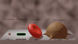coronavirus, bacteria, rbc, and macrophage in sizes