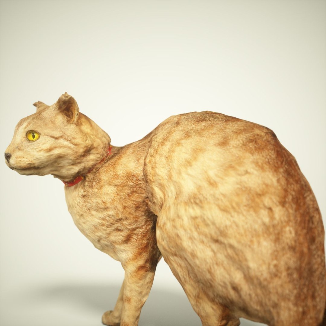 3D Model Animal Digital Photogrammetry - TurboSquid 1163020