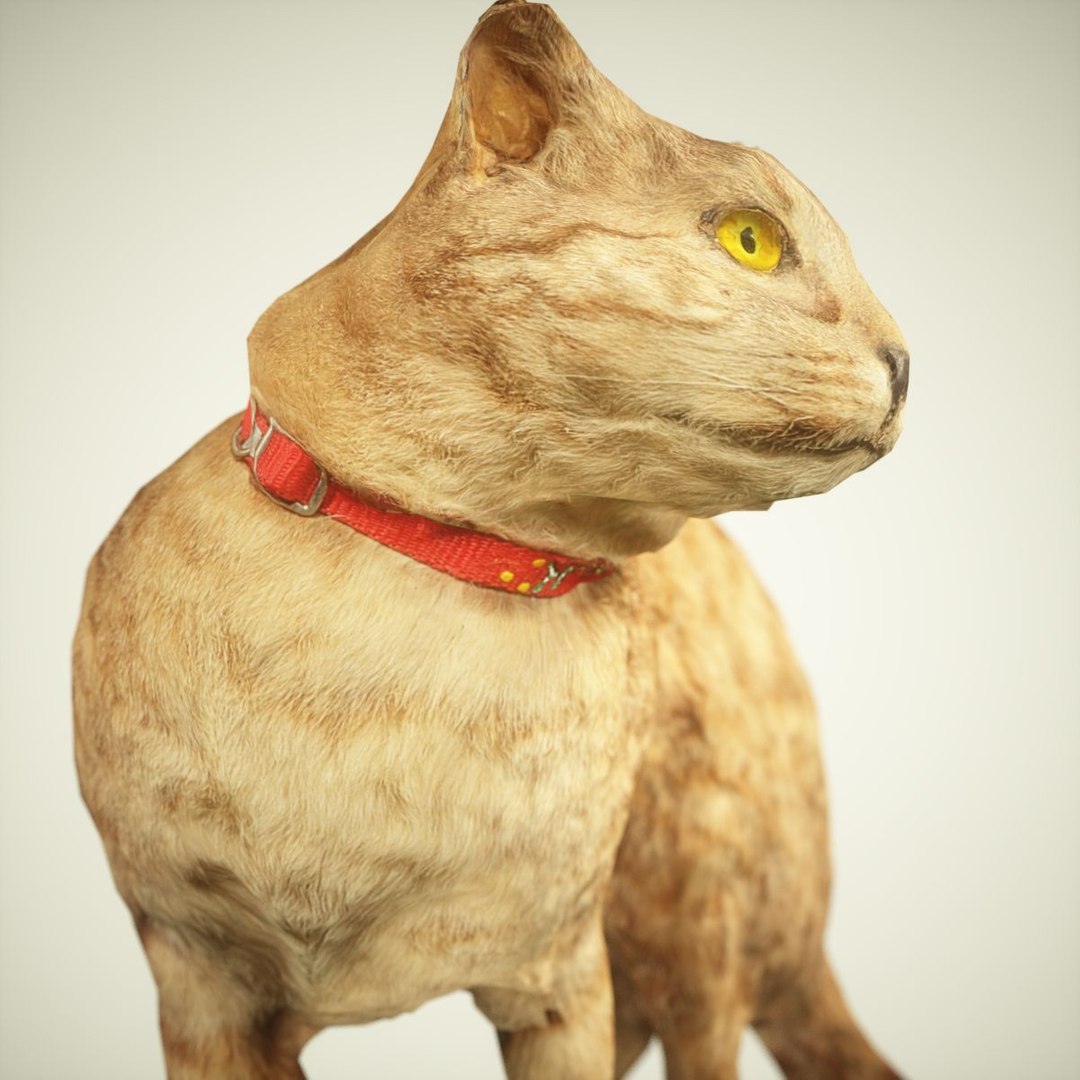 3D Model Animal Digital Photogrammetry - TurboSquid 1163020