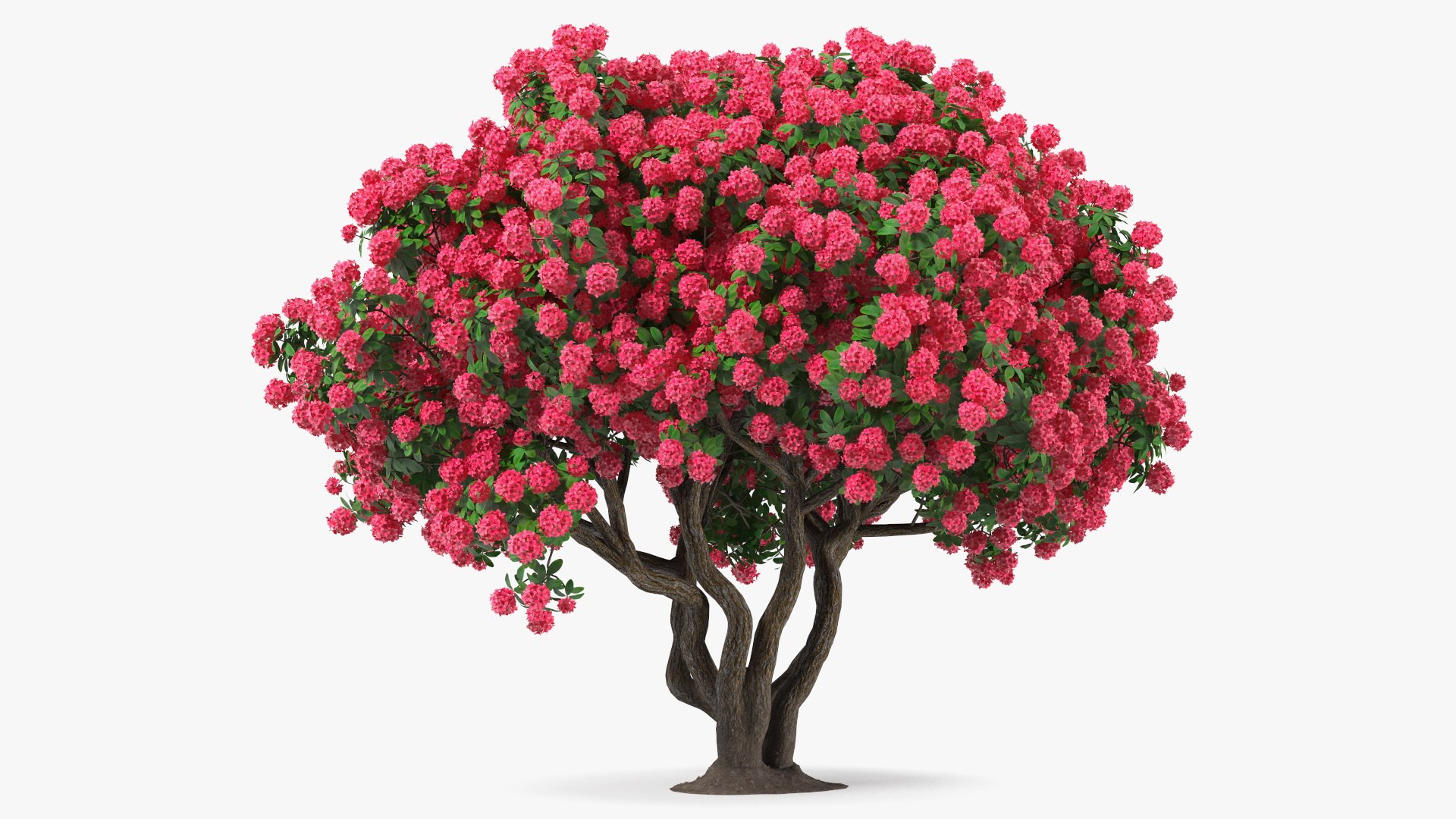 Rhododendron Red Tree 3D model preview