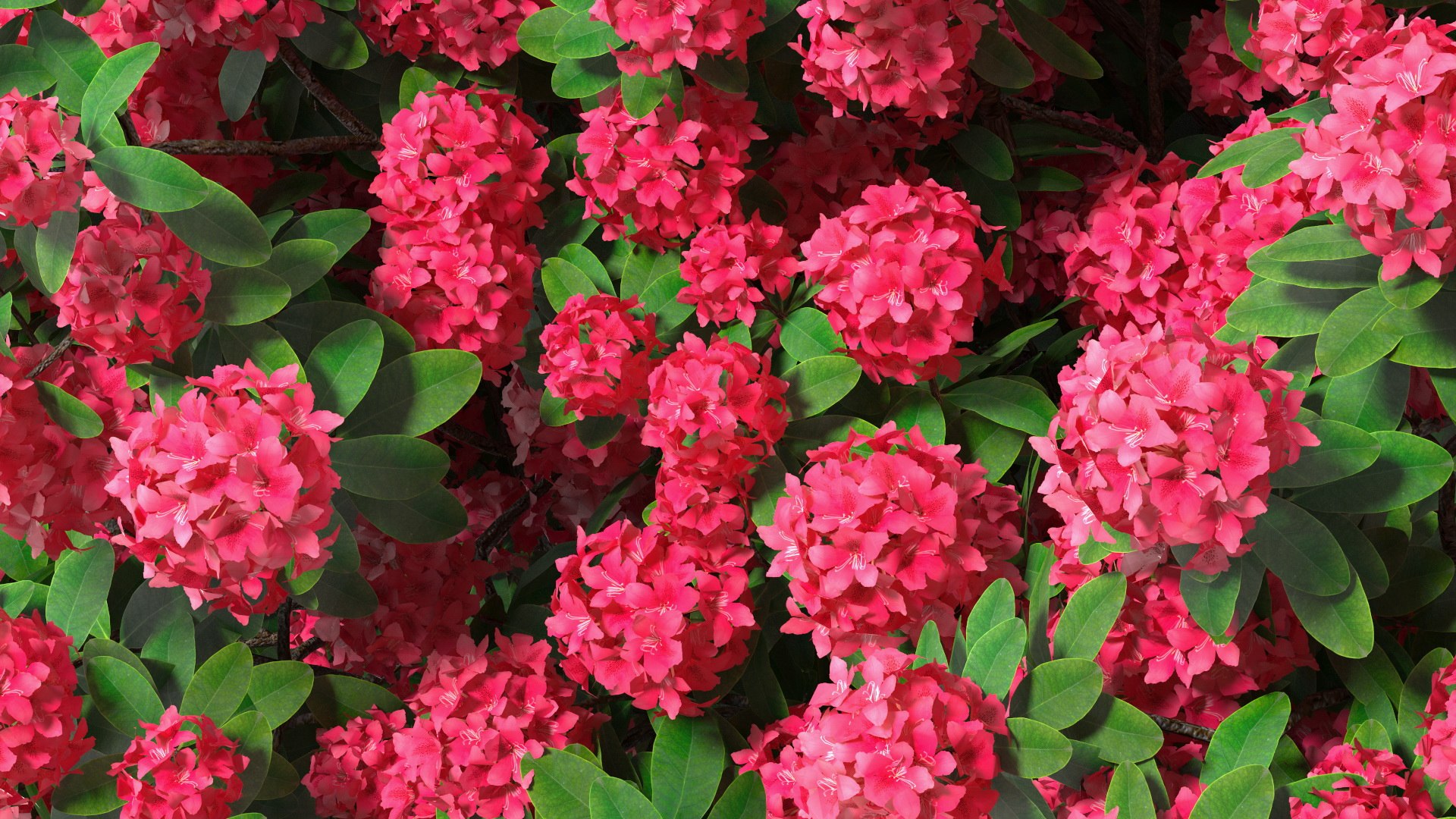 3D Rhododendron Red Tree - TurboSquid 1729552